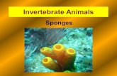 Invertebrate Animals Sponges.