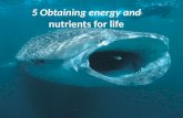 5 Obtaining energy and nutrients for life. Heterotrophs include all animals, all fungi and some bacteria. Autotrophs  all plants, algae and some bacteria.