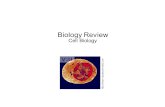 Biology Review Cell Biology