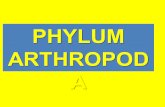 PHYLUM ARTHROPOD A. Arthropoda Characteristics account for 80% of all living animal species.