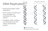 Semiconservative DNA replication Each strand of DNA acts as a template for synthesis of a new strand Daughter DNA contains one parental and one newly synthesized.