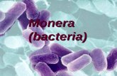 Monera (bacteria). Syllabus links 3.1.3 Monera, e.g. Bacteria Bacterial cells: basic structure (including plasmid DNA), three main types. Reproduction.
