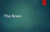 The Brain. Lower-Level Brain Structures: The Brainstem.