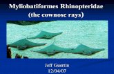 Myliobatiformes Rhinopteridae (the cownose rays ) Jeff Guertin 12/04/07.
