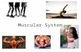Muscular System. Intro to Muscles 1.Nearly half our weight comes from muscle tissue 2.There are 650…