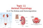 Topic 11 Animal Physiology 11.3 The Kidney and Osmoregulation.