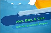 Alex, Billy, & Cole Cellular Structure Project. Nucleus The control center which contains chromosomes…