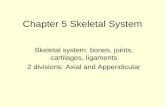 Chapter 5 Skeletal System Skeletal system: bones, joints, cartilages, ligaments 2 divisions: Axial and