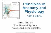 08 [chapter 8 the skeletal system   appendicular skeleton]