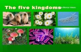 The five kingdoms hugo blanco