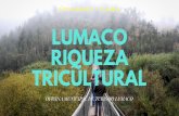 Oficina de Turismo Lumaco, viaje a la triculturalidad de Chile