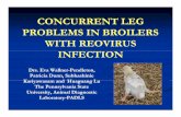 Concurrent leg problems in broilers