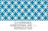 6.6 hormones, homeostasis, and reproduction