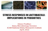 Stress response in lactic acid bacteria and its implications in probiotic