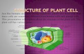 Structure of plant cell