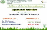 Deepakb  marigold  ppt Presentation on   PACKAGE AND PRACTICES OF MARIGOLD