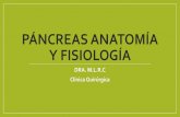 Pancreas anatomía y fisiología