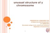 Unusual struc of y chromosome