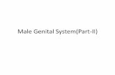 Male genital ii