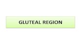 Gluteal region  by ritika