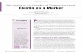 Skin Aging at the Functional Proteomics Level: Elastin as ... · PDF filematrix metalloproteinases (MMPs) in skin aging to the clinical manifestation of wrinkling.8 While some data