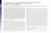 Destruction of spirochete Borrelia burgdorferi round-body ... · PDF fileDestruction of spirochete Borrelia burgdorferi round-body propagules (RBs) by the antibiotic Tigecycline Øystein