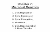 Chapter 7: Microbial Genetics - Los Angeles Mission College · PDF fileChapter 7: Microbial Genetics 2. Gene Expression . 3. Gene Regulation . 1. DNA Replication . 5. ... archaea)