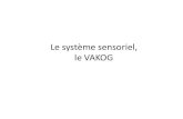 Le système sensoriel, le VAKOG - · PDF fileObjectifs Ce module va nous permettre de comprendre et reconnaître, nos différences dans la perception et le traitement de l’information,