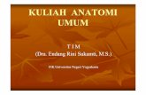 KULIAH ANATOMI UMUM - staff.uny.ac. .pdf · PDF fileKULIAH ANATOMI UMUM T I M (Dra. Endang Rini Sukamti, M.S.) FIK Universitas Negeri Yogyakarta. ANATOMI ... -Seperti bulu ayam (m.