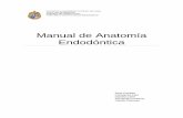 Manual de Anatomía Endodóntica · PDF file3 Introducción: A continuación se presenta un manual de anatomía endodóntica cuyo objetivo es el de dar a conocer la anatomía de la