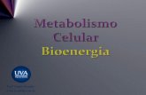 Profº André Montillo · PDF fileMetabolismo Celular Bioenergia: • Respiração Celular: é um complexo de reações químicas com as quais as células extraem os átomos de Hidrogênio