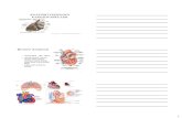 Review Anatomi - Rumah Dokter Tonangtonang.staff.uns.ac.id/files/2011/05/sistem-kardio-vaskuler.pdf · 3 Sistem Sirkulasi 7 Sistem Sirkulasi 8 9 ALIRAN DARAH ATRIUM RIGHT LEFT ATRIUM
