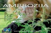 AMBROZIJA - · PDF filelijeska orah crnjuša breza grab joha jasen brijest Zeljaste biljke Nisko alergene biljke glavočike kupusnjače šaševi štitarke lepirnjače usnjače Alergene