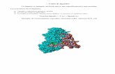 Proteína-ligando P + ligando Ejemplo: de reconocimiento ... estructural/Archivoszip... · Cuanto menor sea Kd menor es la concentración de ligando necesaria para saturar la proteína,