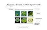 Apoptosis – the death of cells that promotes · PDF filegilbert 2.17 Apoptosis – the death of cells that promotes life Dictostelium discoideum solitary amoebae, eating bacteria