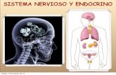 SISTEMA NERVIOSO Y ENDOCRINO - HIBIO-GEO - homeY... · CONDUCCIÓN NERVIOSA ... Son tres membranas situadas entre la protección ósea y los órganos nerviosos. ... endocrina libera