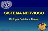 SISTEMA NERVIOSO - · PDF fileNEURO-HISTOLOGÍA 1. Introducción y Generalidades 2. Células del Sistema Nervioso 3. Sistema Nervioso Central 4. Impulso Nervioso 5. Sinapsis 6. Sistema