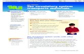 KEY CONCEPT The circulatory system transports · PDF fileKEY CONCEPT The circulatory system ... the respiratory system interacts with the circulatory system. The heart is a pump moving