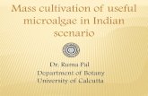 Mass cultivation of useful microalgae in Indian · PDF fileMass cultivation of useful microalgae in Indian scenario Dr. Ruma Pal Department of Botany University of Calcutta . ... 5.Euglenophyta