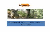 Animal Identification Guide - EMammal · PDF fileAnimal Identification Guide . ... white faces, and mask-like patches around the eyes. ... They have thin white spots and a white tip