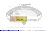 Gambar 1. Walang sangit (Leptocorisa acuta Thunberg ...e-journal.uajy.ac.id/2600/3/2BL00897.pdf · sasaran bermacam-macam seperti:serangga, tikus, burung, mamalia. (Anomim, 2008d).