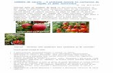 Cauzele apariţei carenţei de calciu: Web viewCARENȚA DE CALCIU - O problemă majoră în culturile de legume și pomi fructiferi. Dr. Ing. Nelu Orlaie. Calciul. este. un element
