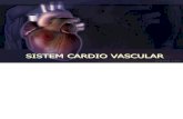 SISTEM CARDIO VASCULAR - blogs.unpad.ac.idblogs.unpad.ac.id/novim/files/2011/03/SCV.pdf · sistem kardio vaskular (s.k.v) sistem yang mempelajari fisiologi jantung ... anatomi jantung