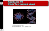 DNA: Το γενετικό υλικό - users.auth.grusers.auth.gr/~palexios/N539E/Courses_files/GeneticsI 03-DNA... · 1 Ακαδημαϊκές Εκδόσεις 2009 Κεφάλαιο