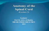 Anatomy of the Spinal Cord (Lecture 2) - University of Baghdad class2014-20… · The spinal cord tracts can be divided into ascending (sensory or afferent) and descending (motor