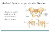 Skeletal System: Appendicular Skeleton … · Skeletal System: Appendicular Skeleton ... Pectoral (Shoulder) Girdle Consists of scapula and clavicle ... attachments 8-4.