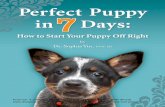 Chapter X: Title Perfect Puppy in 7 Days · PDF file... TitlePerfect Puppy in 7 Days: How to Start Your ... 4.2.2 Adding the cue to go potty. 4.3 Potty Training ... To help train men