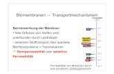 Biomembranen — Transportmechanismenuser.uni-frankfurt.de/~dingerma/Podcast/CytologieWS10_6.pdf · Membranpassage: • freie Diffusion von Stoffen, folgt Konzentrationsgefälle,