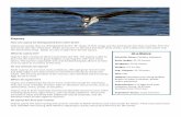 Osprey Fact Sheet - Homepage - Chesapeake Conservancychesapeakeconservancy.org/images/osprey_factsheet_final.pdf · Osprey. How can osprey be distinguished from other birds? Osprey