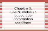 Chapitre 3: L'ADN, molécule support de l'information génétiquemarina.miori.free.fr/svt/IMG/pdf/ADNcours.pdf · En troisième, vous avez vu que certains caractères étaient héréditaires,